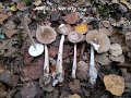 Amanita olivaceogrisea-amf214